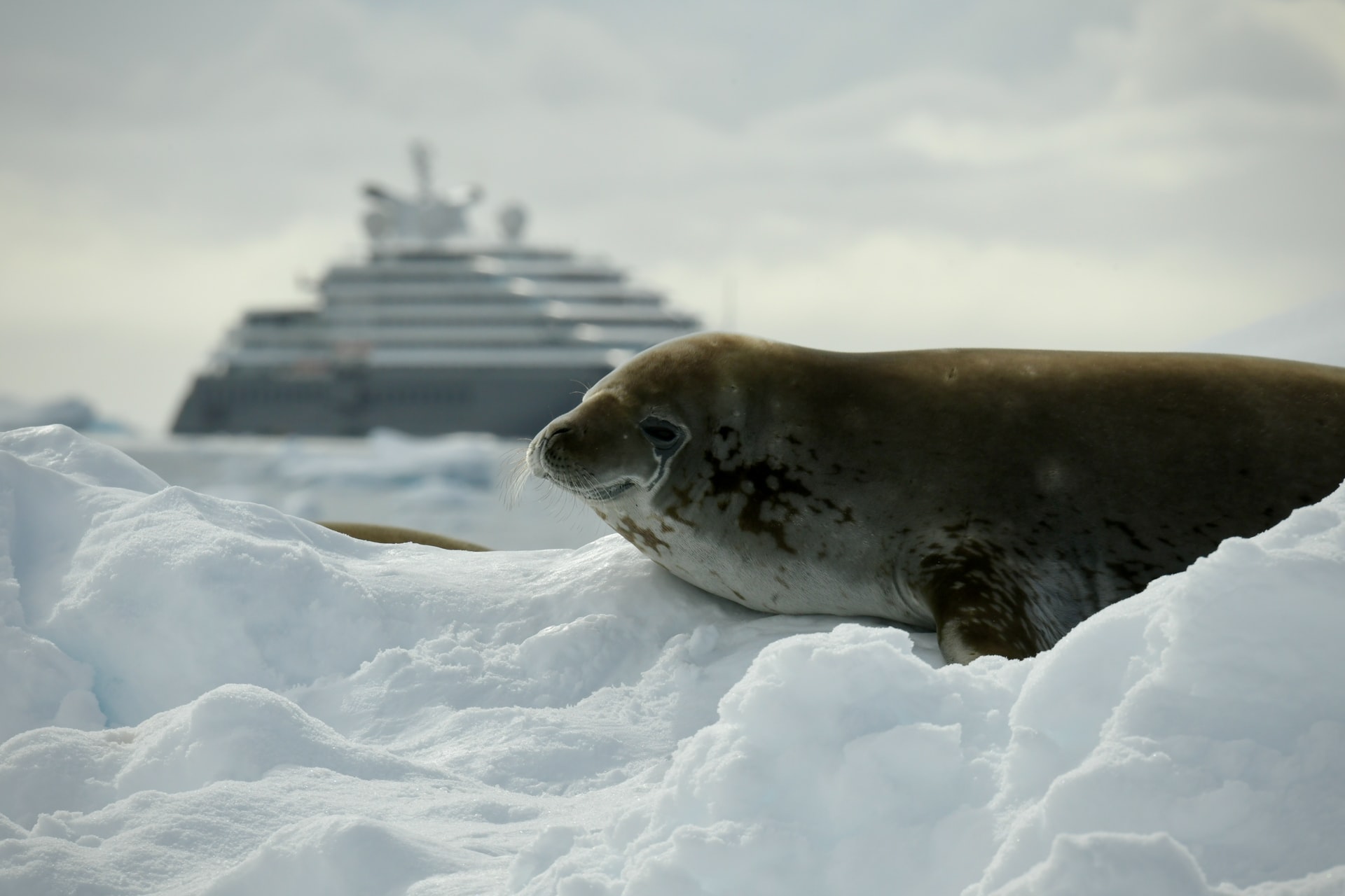 A seal in snow and a cruise ship in the background in Antarctica.